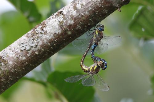 Réf. 190 672 : Aeshna mixta